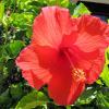 Flore de Providenciales