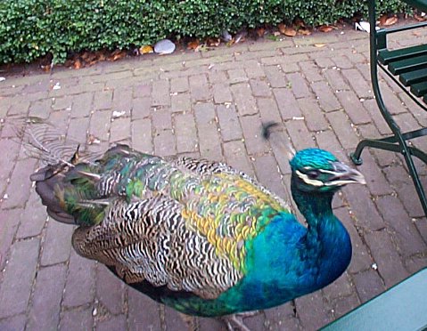 Apeldoorn-Palais Het Loo-petits amis-2.jpg - 63.61 K