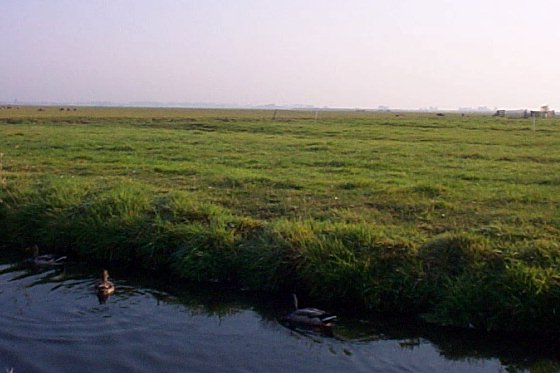 Monnickendam-Paturages pr�s de la fabrique de sabot-2.jpg - 39.01 K