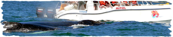 Humpback whales