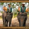 Nos deux éléphants avec chacun leur guide. Le mien est celui de gauche, un mâle avec ses belles défenses. L'éléphant de Lily est une femelle qui avait un appétit féroce! elle dévorait tout sur son passage 