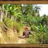 Promenade en éléphants