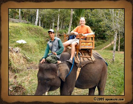 Mon éléphant était plus sage