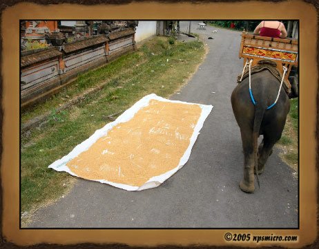 Attention! il ne faut pas marcher sur le riz qui sèche au soleil