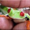 Ferme des reptiles et papillons