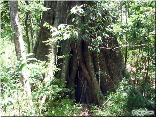 Trek Las Pailas - Rincon de la Vieja46