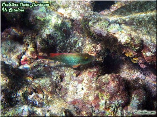 Snorkeling at Catalina Island (Costa Luminosa)