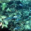 Snorkeling at Catalina Island (Costa Luminosa)