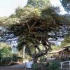 Diner au café San Fernando. Incroyable cet arbre! 