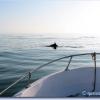 Whale Shark Tour