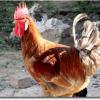 Un « Gallo »