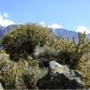 Au Canyon de Colca 