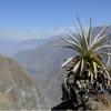 Canyon de Colca 