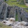 Alpaca au dessus d'un quartier d'habitations de Machu Picchu 