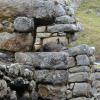 Un petit habitant de Machu Picchu, le viscacha (une espèce de lapin) 