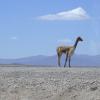 Une vigogne qui pose pour nous! Dans la réserve nationale de Pampa Cañahuas 