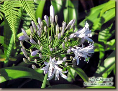 La flore de Santiago de Cuba (2007)