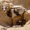 En route vers Matmata. Arrêt dans une maison de Berbères