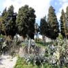 Sidi bou Said, agaves géantes