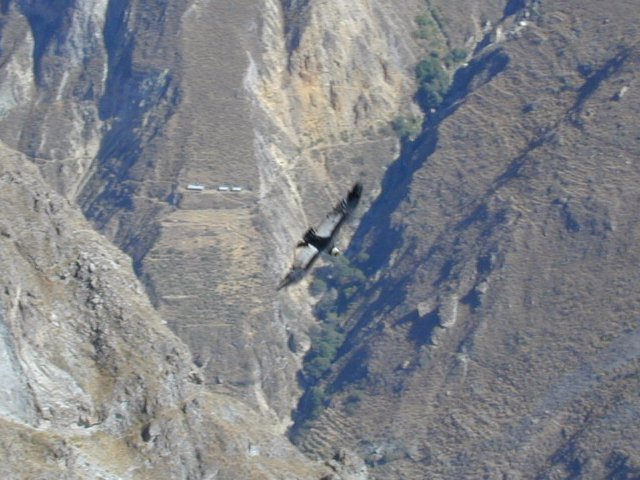 cayon de colca - 7