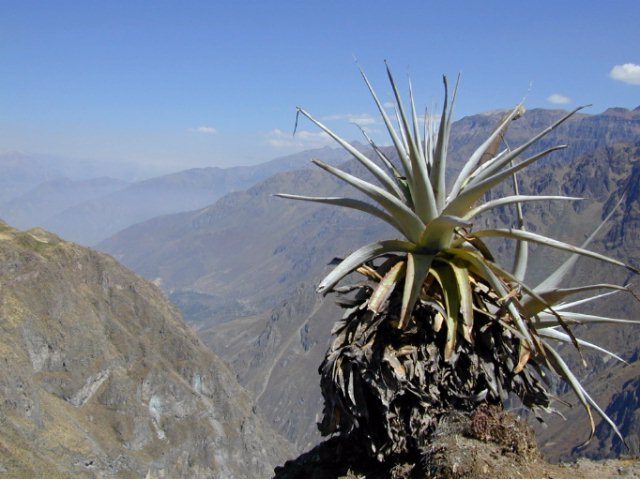 cayon de colca - 12