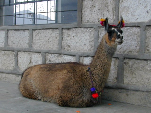 cayon de colca - 19